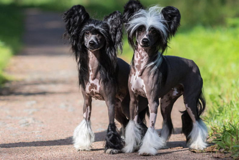 two chinese crested dogs