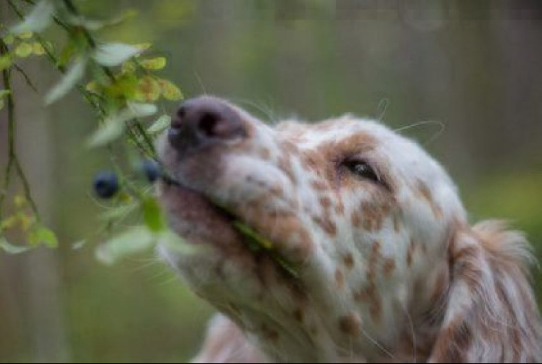 can dogs eat blueberries