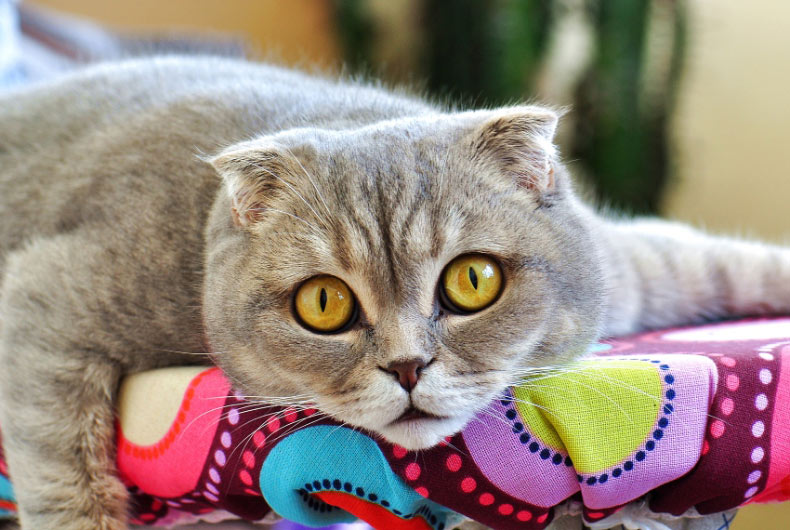gray scottish fold cat