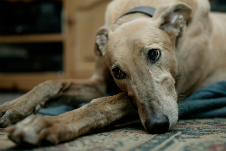 greyhound dog laying on a rug