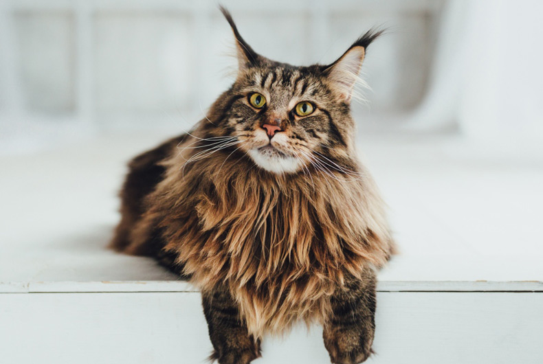 maine coon cat lying down