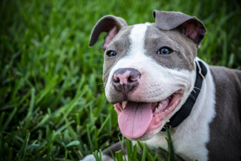 pitt bull out in the grass