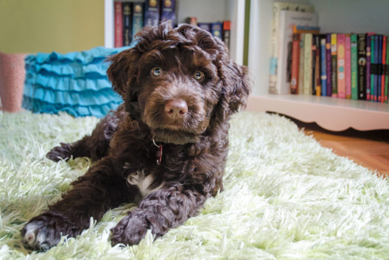 portuguese water dog laying on rug