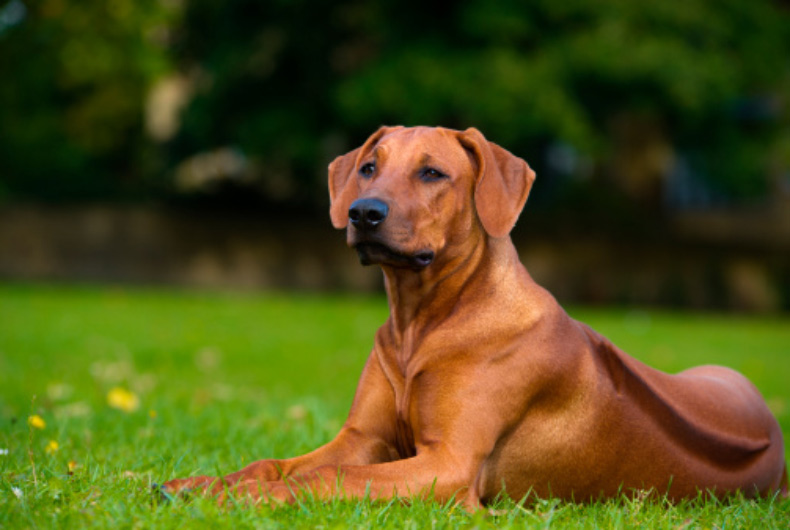 rhodesian ridgeback