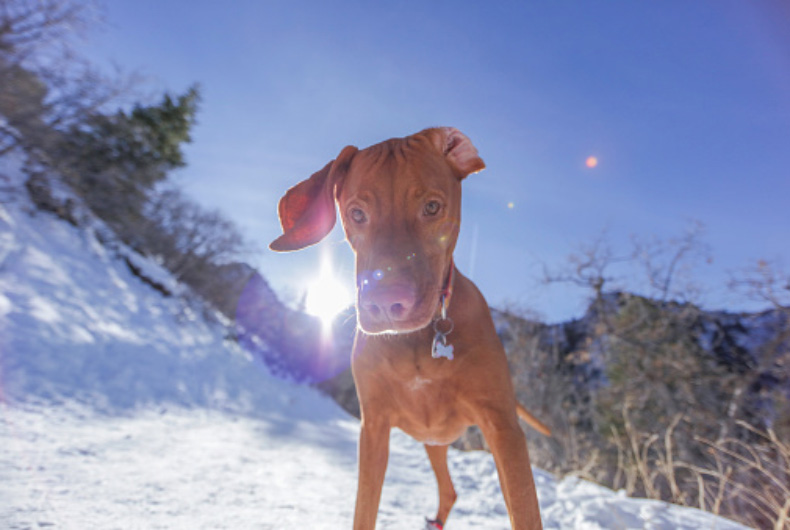 vizsla out in the snow
